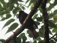 Turdus infuscatus