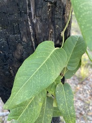 Parsonsia brisbanensis