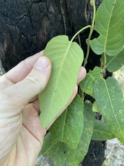 Parsonsia brisbanensis