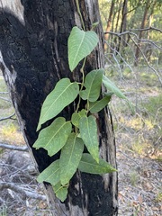 Parsonsia brisbanensis
