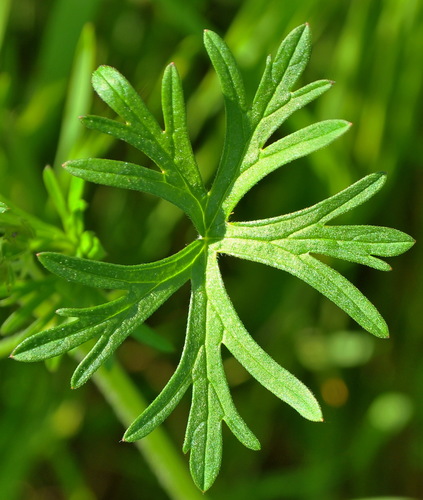 Geranium dissectum