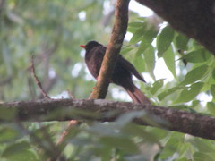 Turdus infuscatus