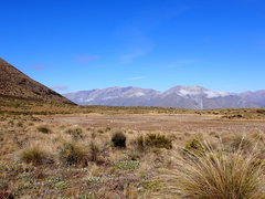 Leptinella maniototo