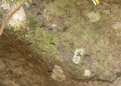 Euchromia schoutedeni