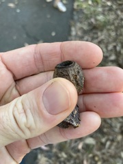 Eucalyptus planchoniana