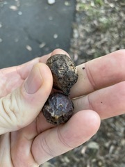 Eucalyptus planchoniana