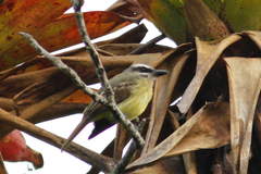 Myiodynastes hemichrysus