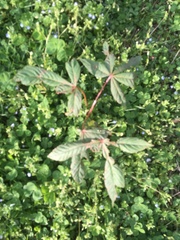 Aesculus × carnea