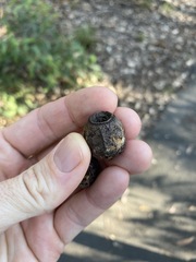 Eucalyptus planchoniana