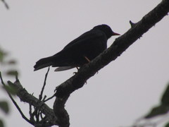Turdus infuscatus