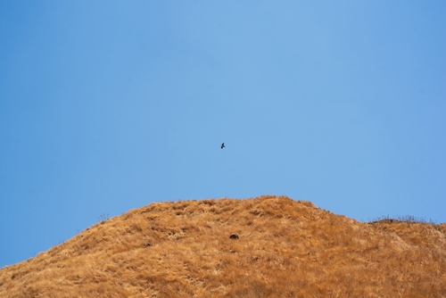 Pied Crow