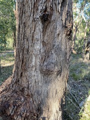 Eucalyptus planchoniana