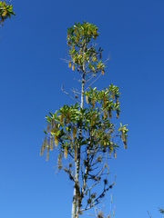 Lophanthera lactescens