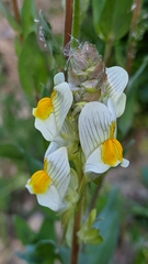 Linaria hirta