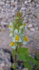Linaria hirta