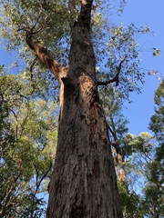 Eucalyptus planchoniana