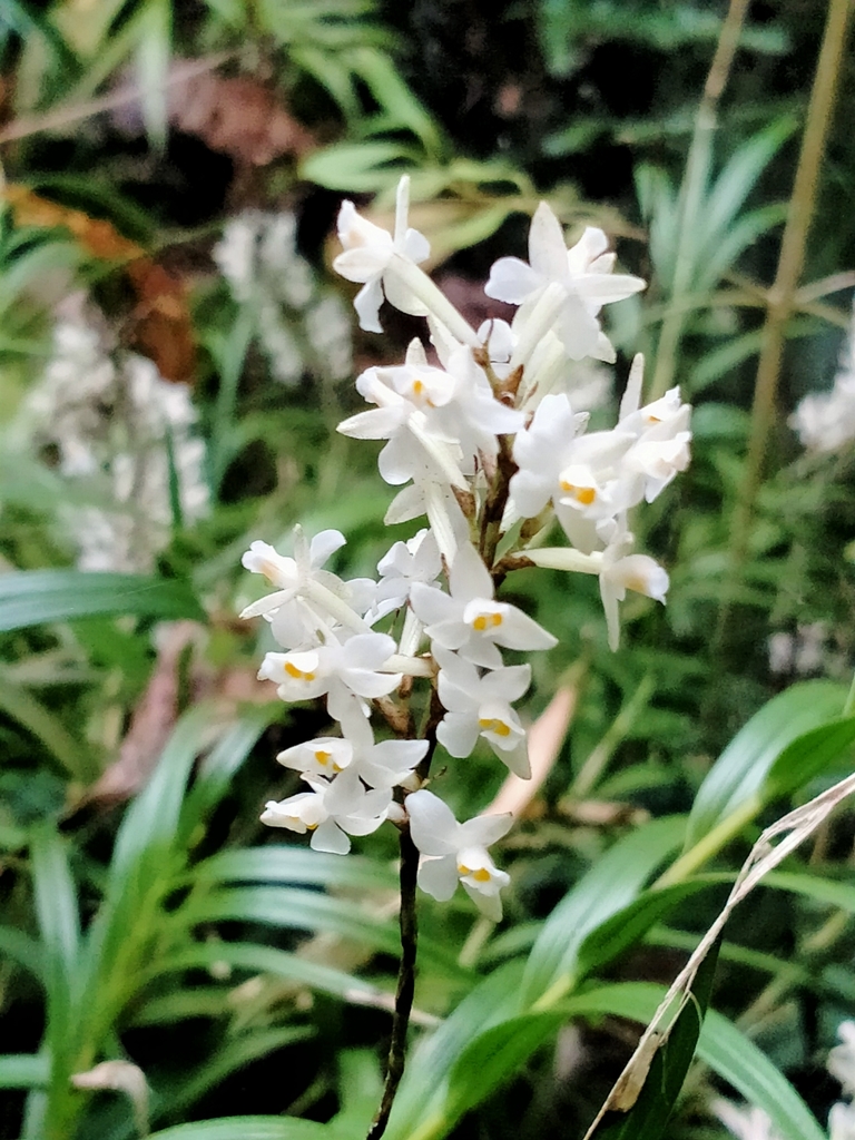 Easter Orchid from Glenleith, Dunedin 9010, New Zealand on April 12