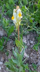 Linaria hirta