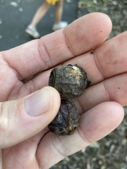 Eucalyptus planchoniana