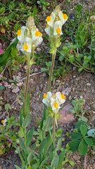 Linaria hirta