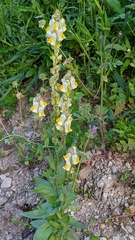 Linaria hirta