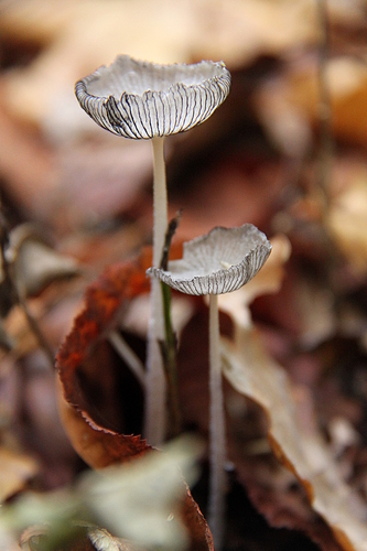Hare's foot inkcap
