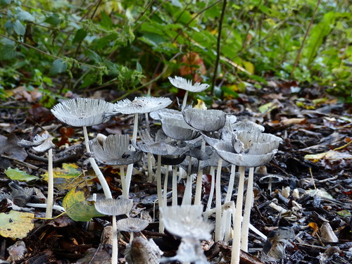 Hare's foot inkcap