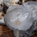 Hare's Foot Inkcap - Photo (c) ConwaySuz, some rights reserved (CC BY-NC-ND)