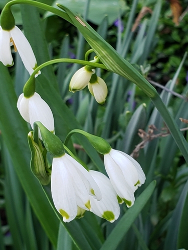 Leucojum aestivum