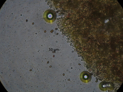 Agaricus crocodilinus