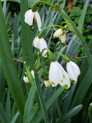 Leucojum aestivum