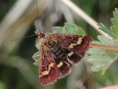 Pyrausta ostrinalis