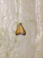 Xanthophysa psychicalis