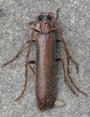Calopus angustus