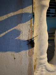 Solenoptera