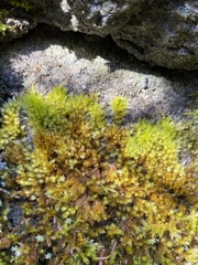 Sciuro-hypnum plumosum