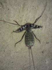 Mastigoproctus giganteus