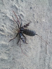 Mastigoproctus giganteus