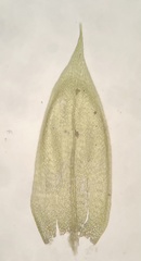 Sciuro-hypnum plumosum