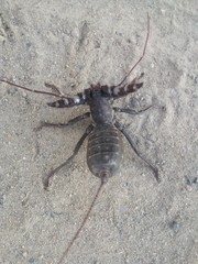 Mastigoproctus giganteus