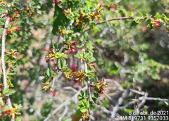 Calliandra depauperata