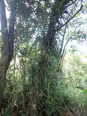 Freycinetia formosana