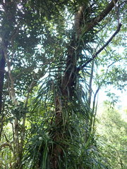 Freycinetia formosana