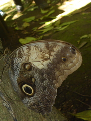 Caligo telamonius memnon