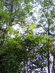 Bretschneidera sinensis