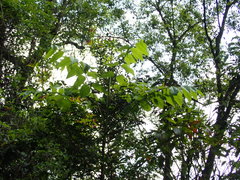 Bretschneidera sinensis