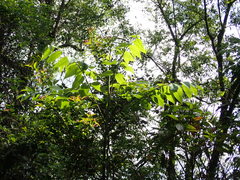 Bretschneidera sinensis