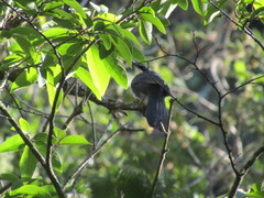Melanotis hypoleucus