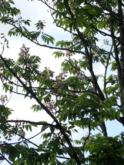 Bretschneidera sinensis