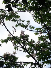 Bretschneidera sinensis